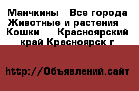 Манчкины - Все города Животные и растения » Кошки   . Красноярский край,Красноярск г.